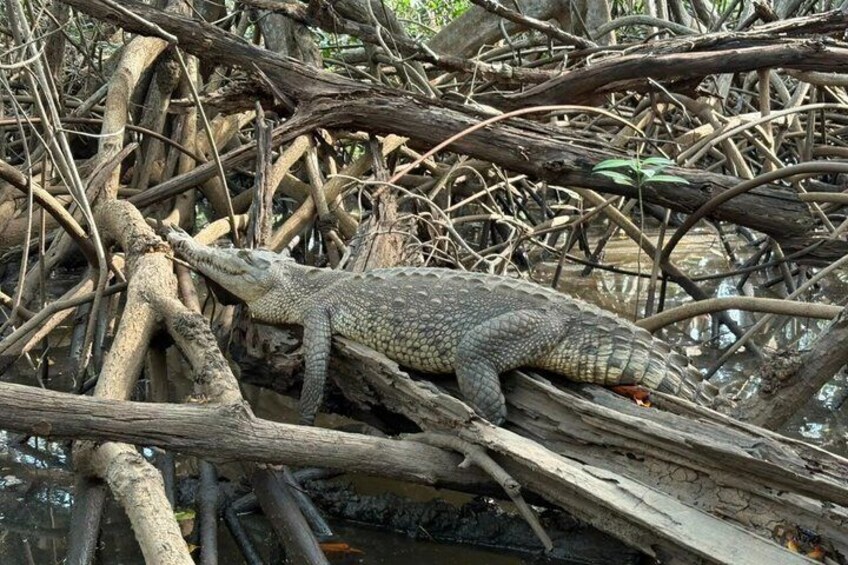 Mangrove Boat Tour in Tamarindo 4