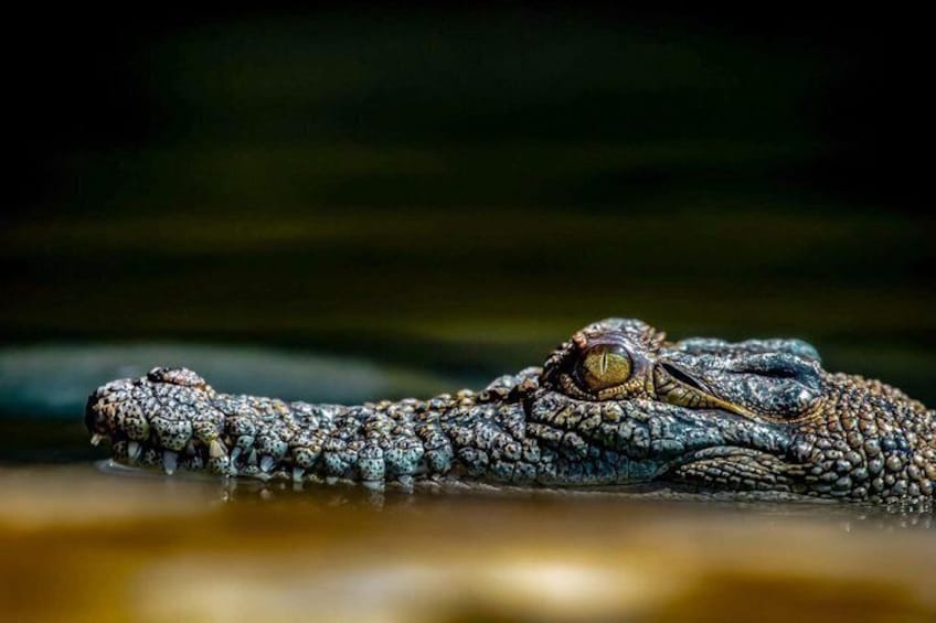 A crocodile resting in water. 4
