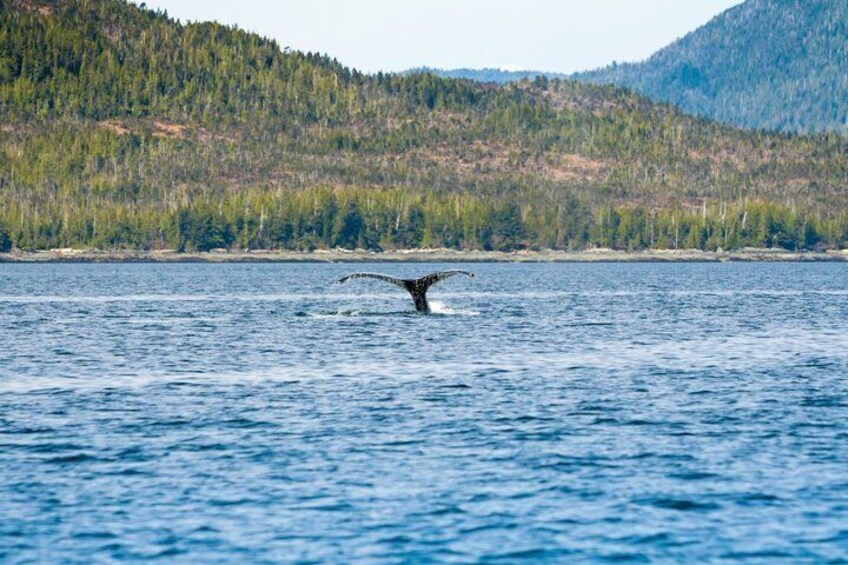 A whale breaching the water with its tail flukes visible, surrounded by a forested shoreline. 1