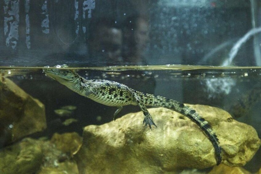 Crocoparc Agadir Day Trip with Round-Trip Transportation 3