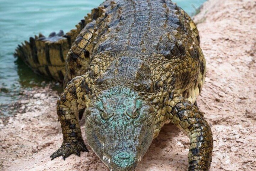 Crocoparc Agadir Day Trip with Round-Trip Transportation 1