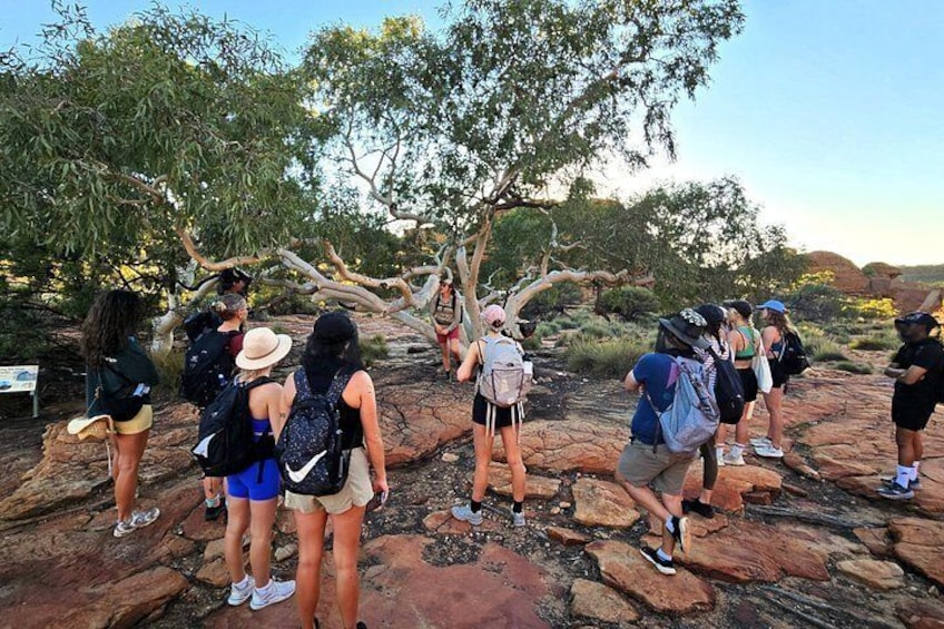 From Yulara: Uluru, Kata Tjuta, Kings Canyon and MacDonnell Range 2