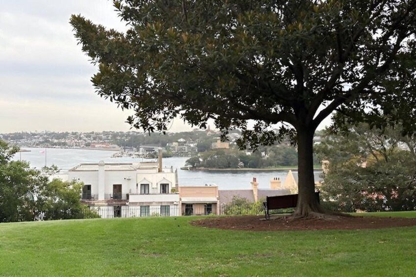 A large tree in a grassy area with a view of buildings and a body of water in the background. 3