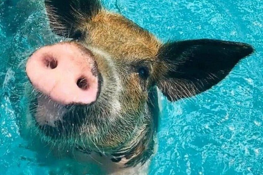 A pig's head in water. 1