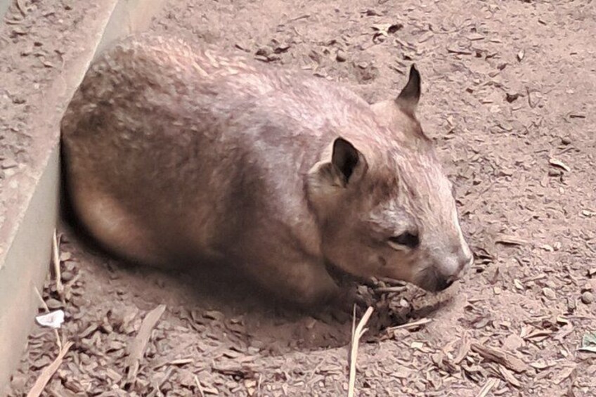 A brown animal with a short tail and small ears, partially hidden behind a barrier, on a dirt ground with sparse vegetation. 3