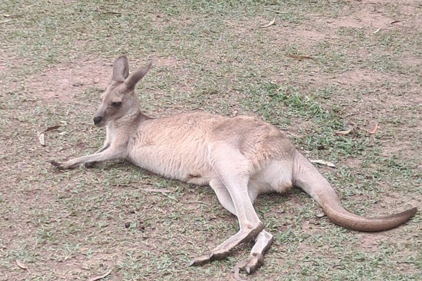 A kangaroo lying on the ground. 5
