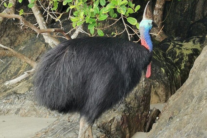 A large bird with a long neck and a red beak standing on rocky ground. 4
