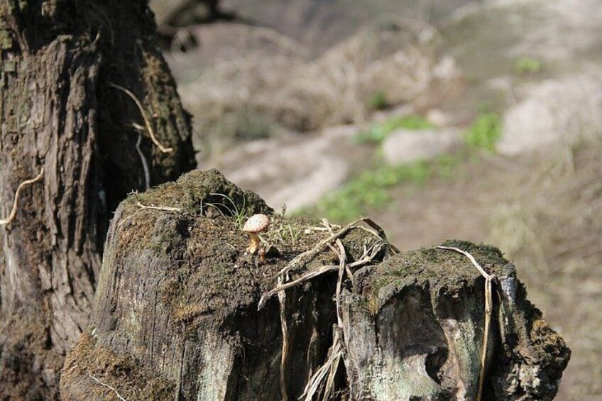 A mushroom growing on a tree stump. 3