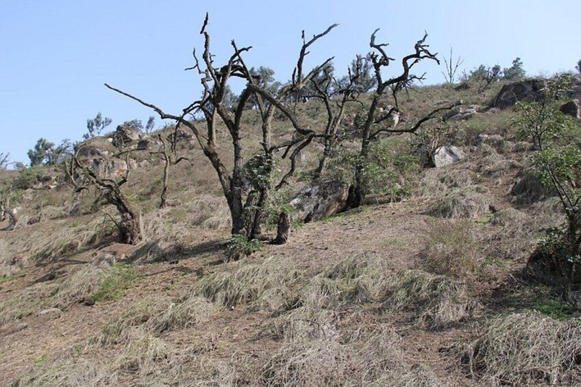 A dry, rocky hillside with sparse vegetation and a few dead trees. 5