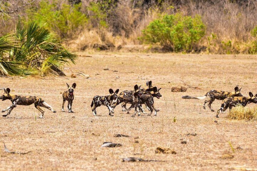 A group of wild dogs running across a dry grassland with sparse vegetation and a few trees in the background. 5