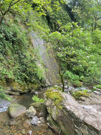 A rocky stream with moss-covered stones and lush greenery. 3