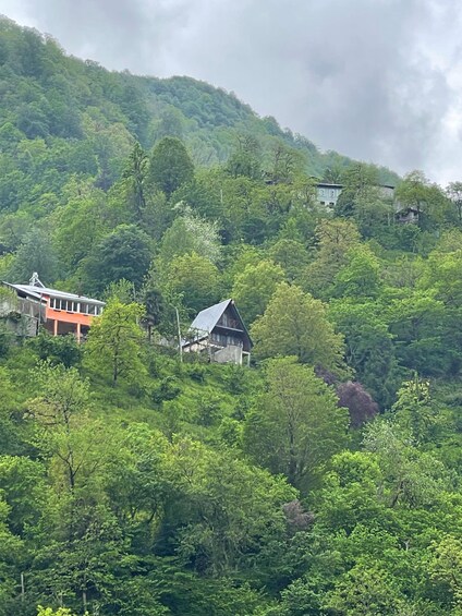 A hillside with two houses surrounded by dense green forest. 2