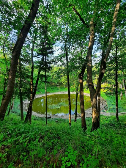 A forest with tall trees and a pond surrounded by greenery. 2