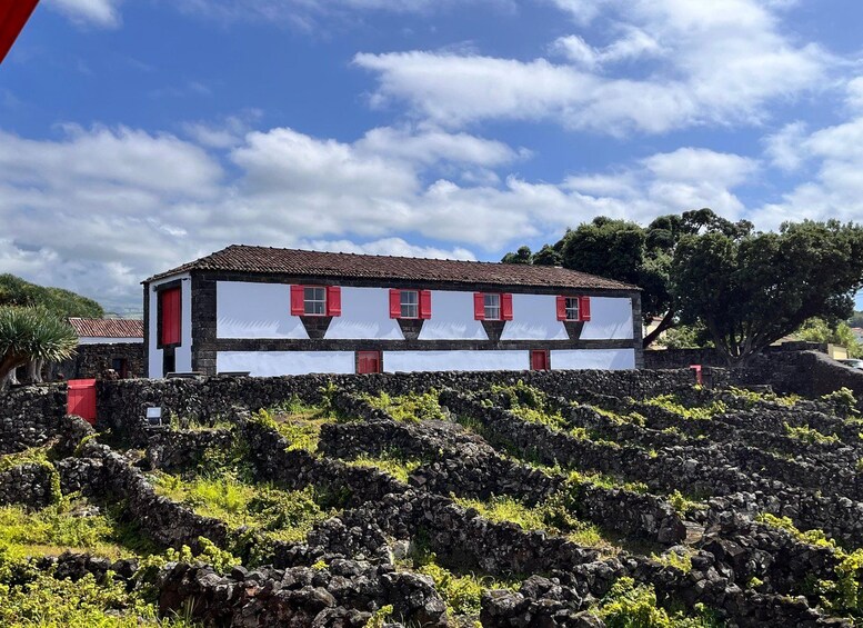 Picture 7 for Activity Pico Island: Private Wine Tour with Tastings 2