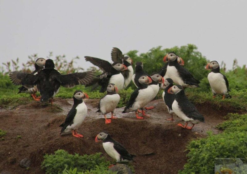 A group of puffins on a rocky shore with greenery in the background. 5