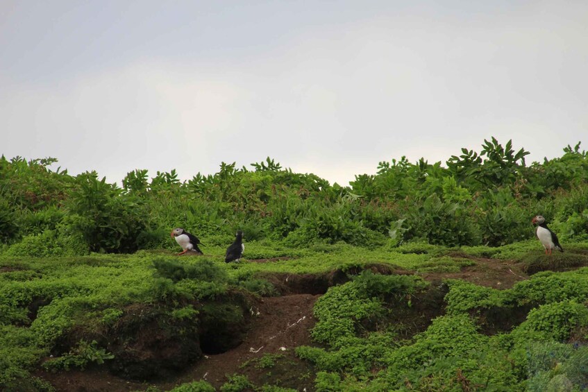 A group of puffins on a lush green hillside. 2