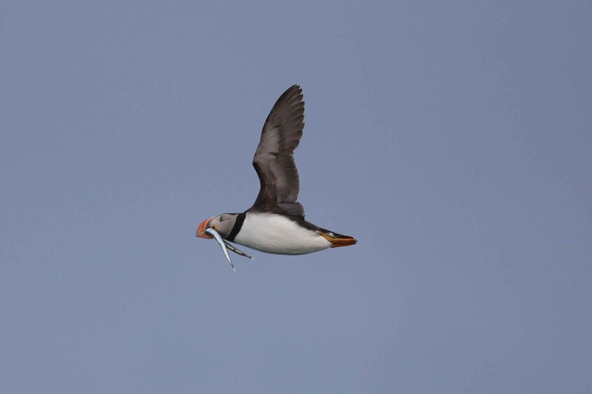 A puffin in flight with a fish in its beak. 1