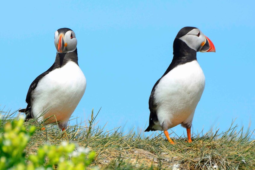 Two puffins standing on grassy terrain with a clear blue sky in the background. 3