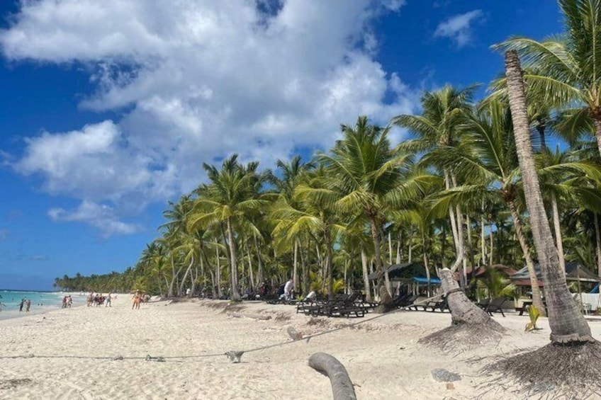 A beach with palm trees, a sandy shore, and a clear blue sky. 3