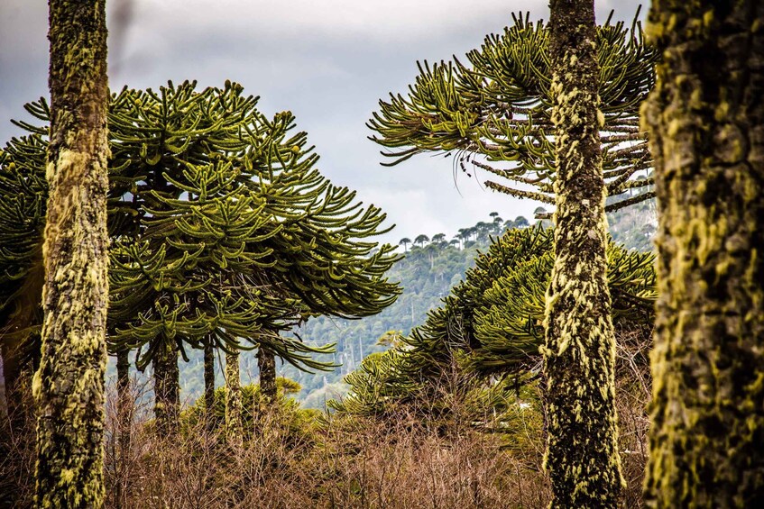 A forest with tall, moss-covered trees and a cloudy sky. 5
