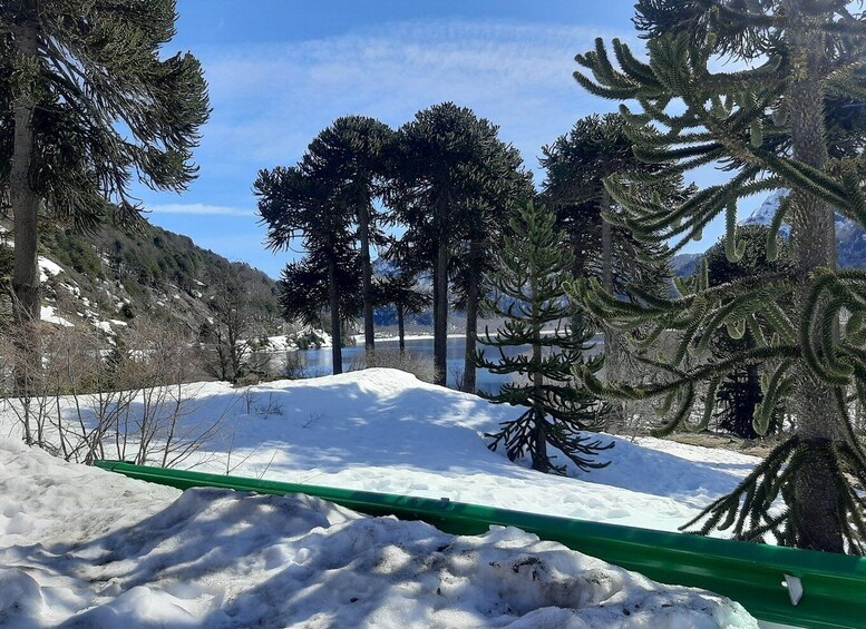 A snowy landscape with evergreen trees and a clear blue sky. 3