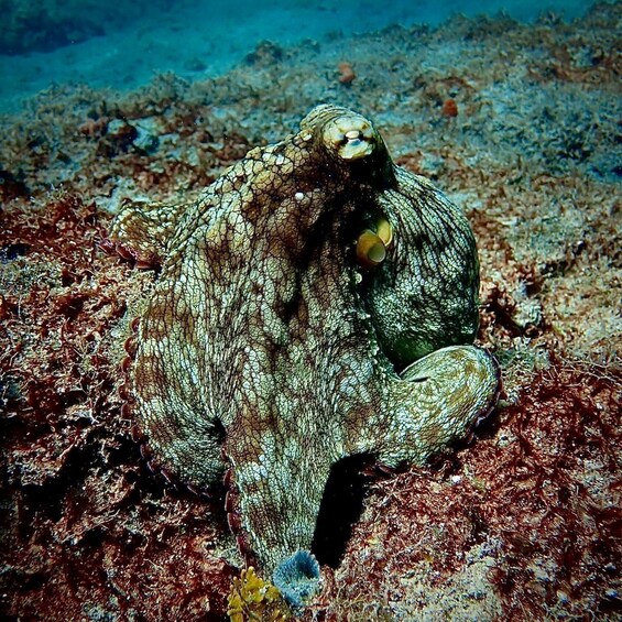 A large, camouflaged sea turtle on a coral reef. 3