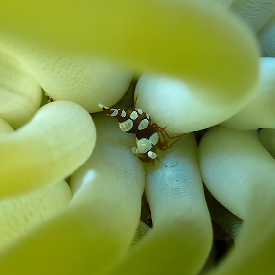 A small insect with white and brown patterns on a green plant. 2