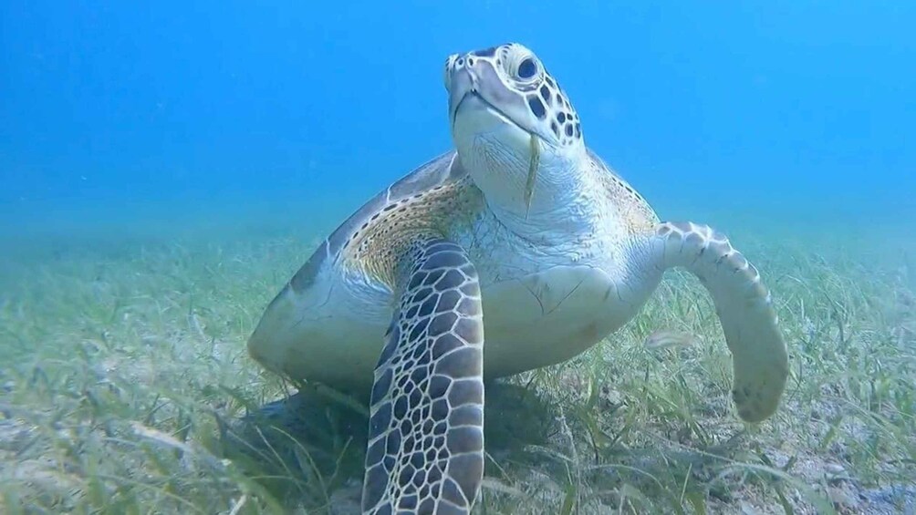 A sea turtle on a sandy ocean floor. 1