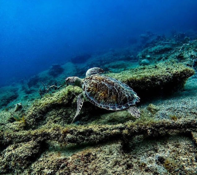 A sea turtle swimming near a coral reef. 4