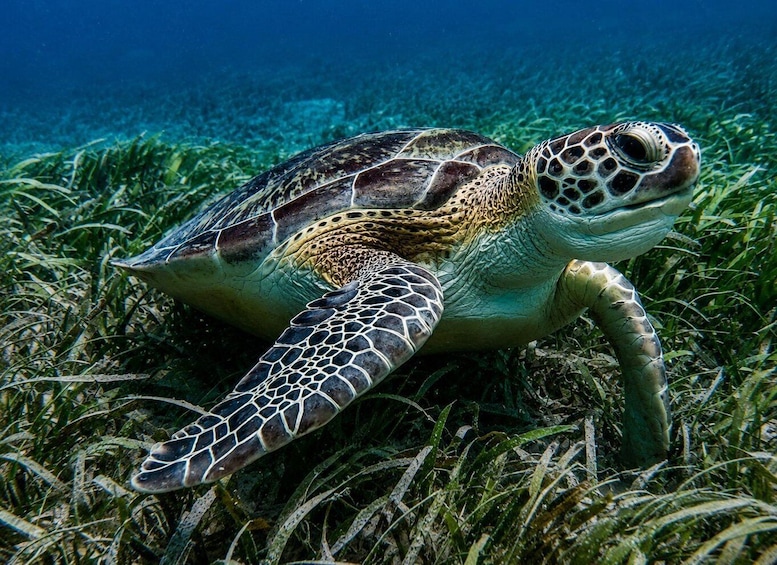 A sea turtle on a grassy seabed. 1