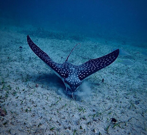 A whale shark swimming near the ocean floor with a sandy bottom. 5