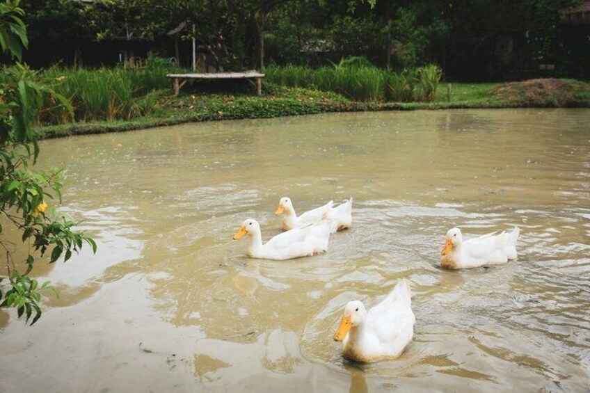 A pond with ducks swimming. 5