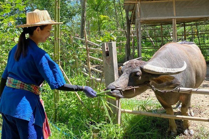 Chiang Mai Rice Planting and Thai Buffalo Experience 4