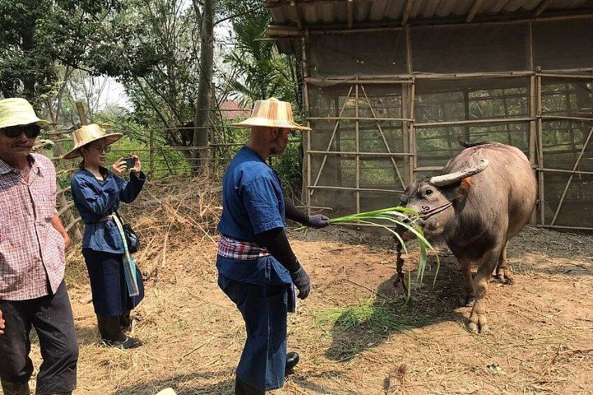 Chiang Mai Rice Planting and Thai Buffalo Experience 5