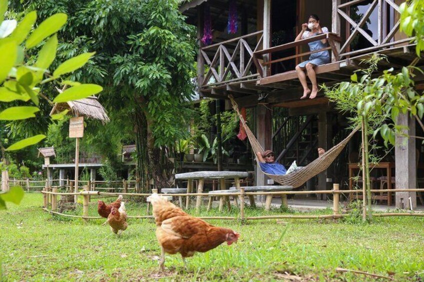 A person relaxing on a hammock, a wooden deck, and chickens in a grassy area. 2
