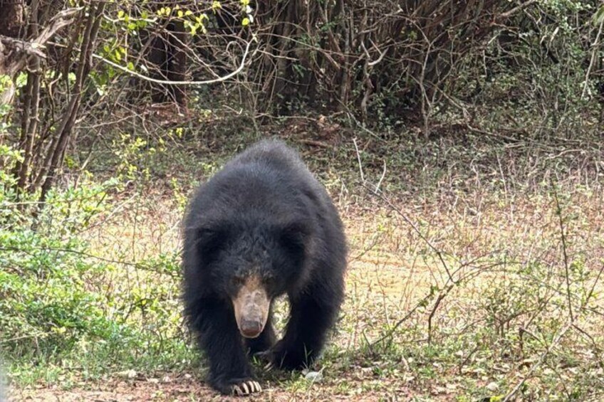 A bear in a wooded area. 4