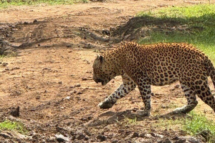 A leopard walking on a dirt path. 5