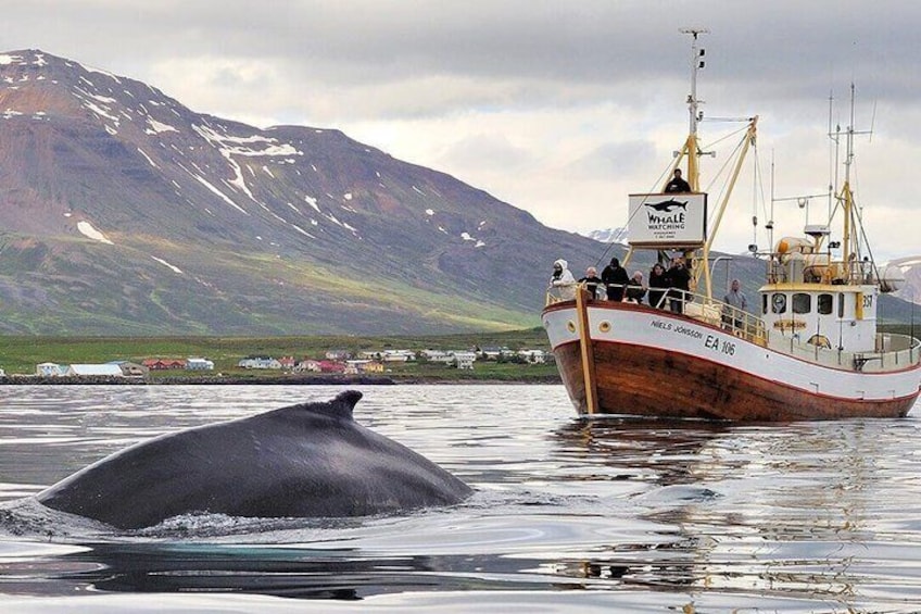 A whale swimming near a boat named 'Niels Jonsson EA 106' with a mountainous backdrop. 4