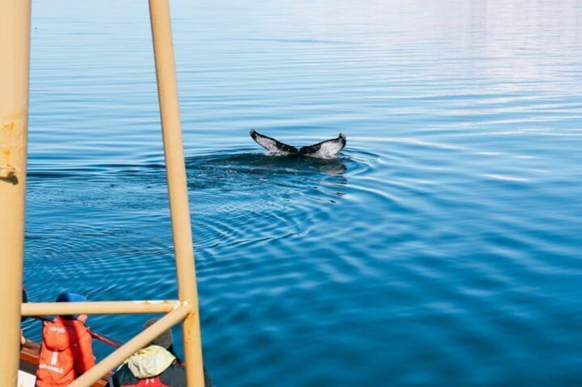 A whale breaching the water, a boat with a yellow railing, and calm blue water. 5