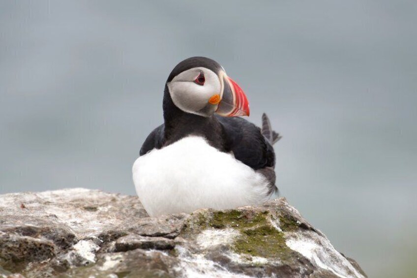A puffin on a rock with a blurred background. 3