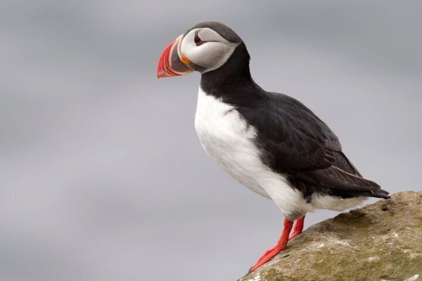 A puffin standing on a rock with a blurred background. 1