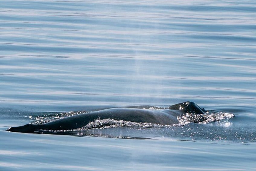 A whale swimming in calm water. 2