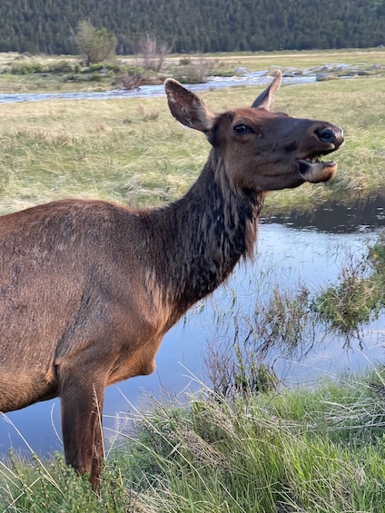 A deer standing by a river with grass and trees in the background. 2