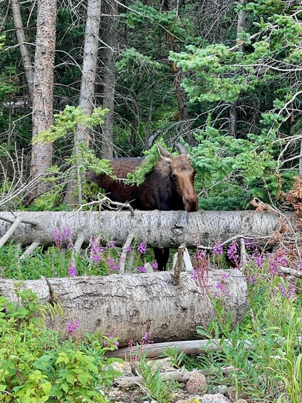 A moose in a forest with trees and fallen logs. 5