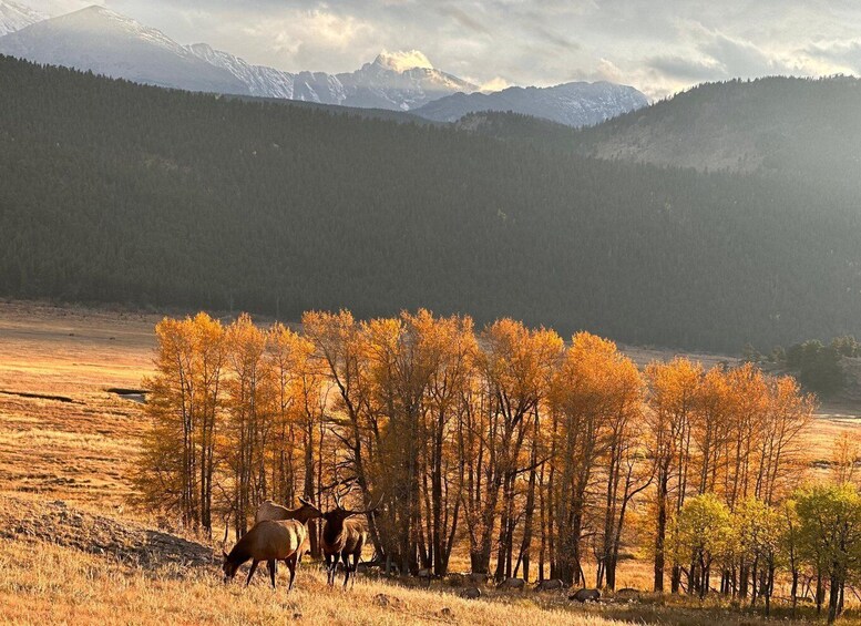 A herd of elk grazing in a field with autumn-colored trees and snow-capped mountains in the background. 4