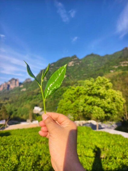 Picture 5 for Activity Zhangjiajie Glass Bridge & Tea Picking Day Trip 2