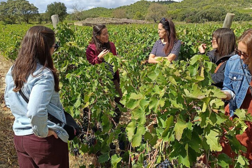 A group of people in a vineyard. 4
