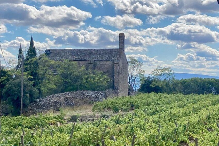 A vineyard with rows of grapevines, a stone building, and a stone wall in the background. 4