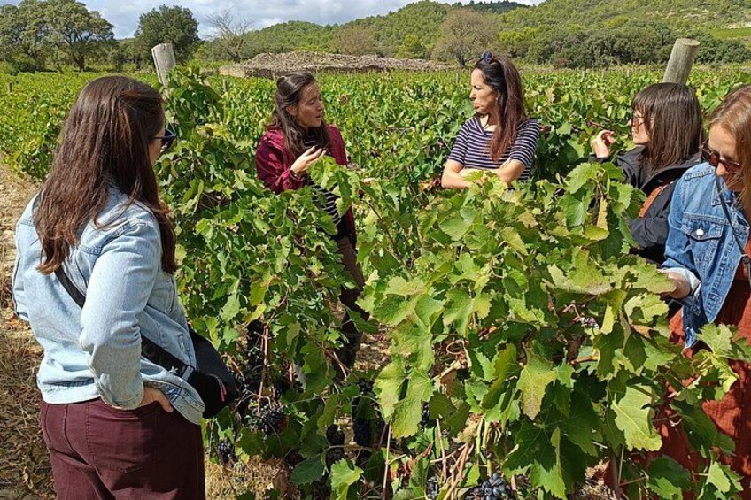 A group of people in a vineyard. 5