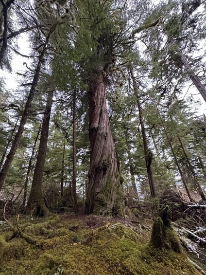 A tall coniferous tree in a dense forest. 5